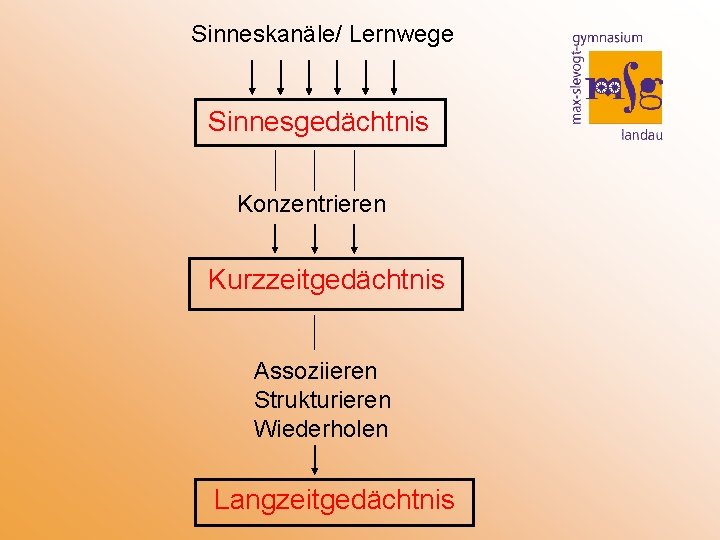 Sinneskanäle/ Lernwege Sinnesgedächtnis Konzentrieren Kurzzeitgedächtnis Assoziieren Strukturieren Wiederholen Langzeitgedächtnis 