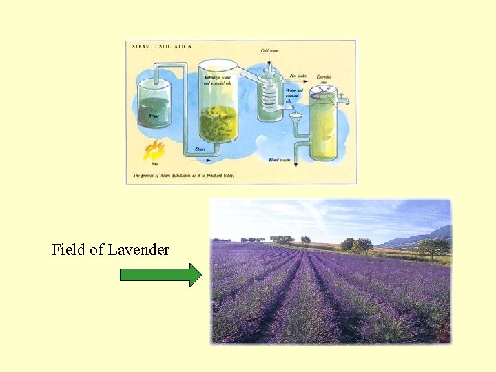 Field of Lavender Field of Lavender