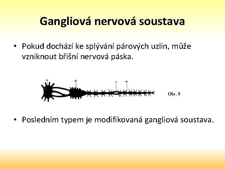 Gangliová nervová soustava • Pokud dochází ke splývání párových uzlin, může vzniknout břišní nervová