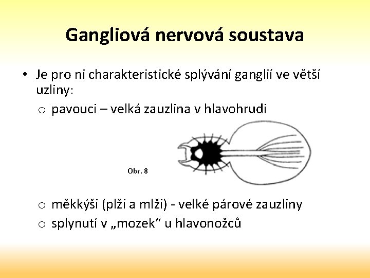 Gangliová nervová soustava • Je pro ni charakteristické splývání ganglií ve větší uzliny: o