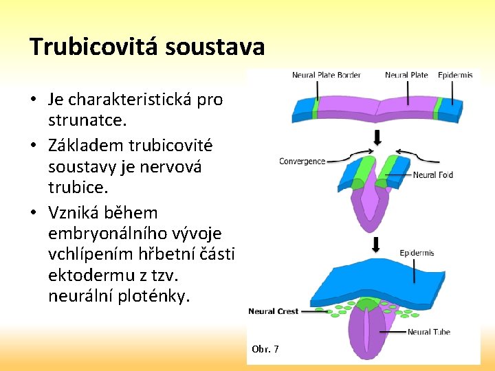 Trubicovitá soustava • Je charakteristická pro strunatce. • Základem trubicovité soustavy je nervová trubice.