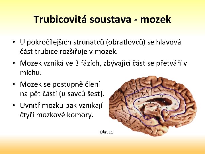 Trubicovitá soustava - mozek • U pokročilejších strunatců (obratlovců) se hlavová část trubice rozšiřuje