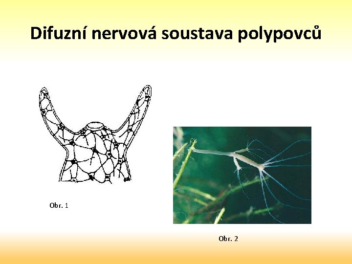 Difuzní nervová soustava polypovců Obr. 1 Obr. 2 