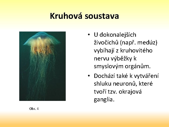 Kruhová soustava • U dokonalejších živočichů (např. medúz) vybíhají z kruhovitého nervu výběžky k