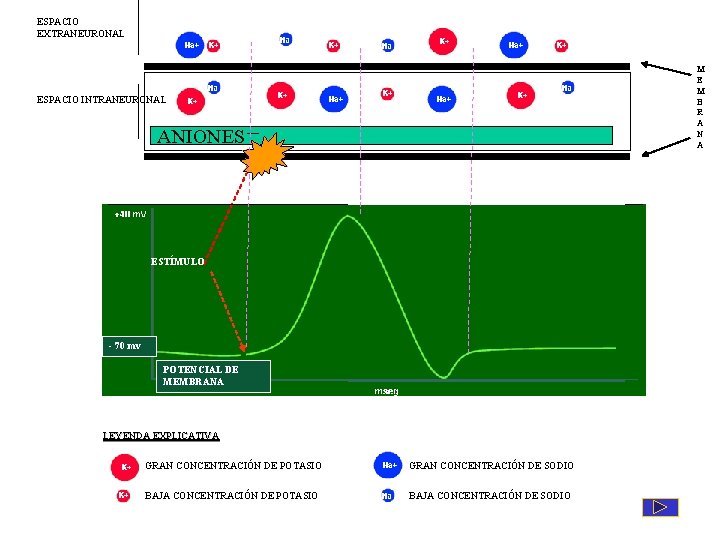 ESPACIO EXTRANEURONAL ? ESPACIO INTRANEURONAL ANIONES _ ? ? ? ESTÍMULO POTENCIAL DE MEMBRANA