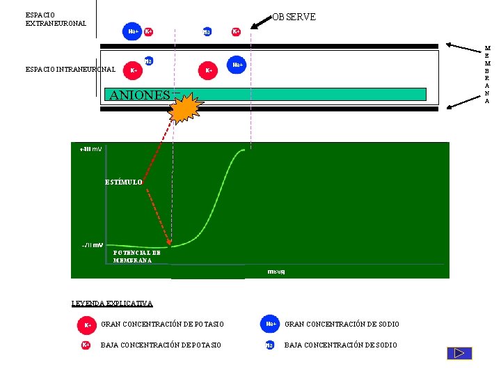 ESPACIO EXTRANEURONAL OBSERVE M B R A N A ESPACIO INTRANEURONAL ANIONES _ ESTÍMULO