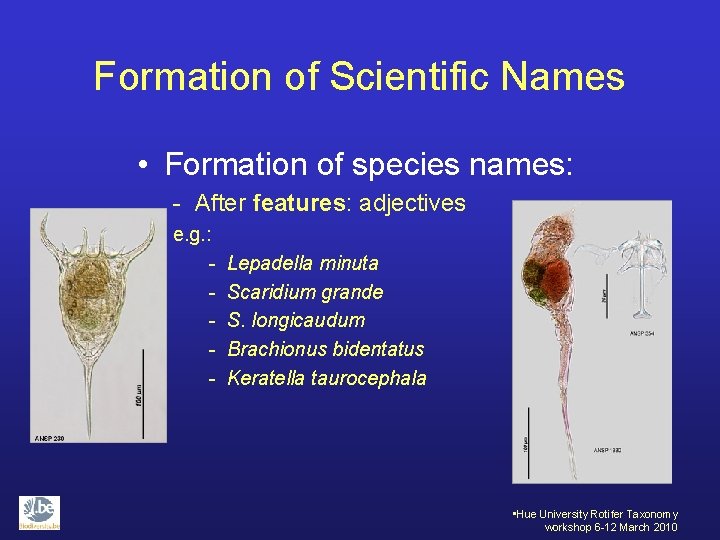 Formation of Scientific Names • Formation of species names: - After features: adjectives e.