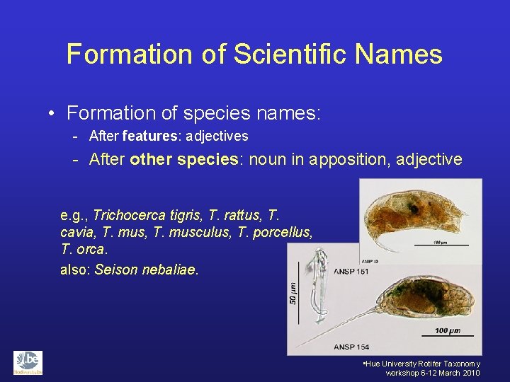 Formation of Scientific Names • Formation of species names: - After features: adjectives -