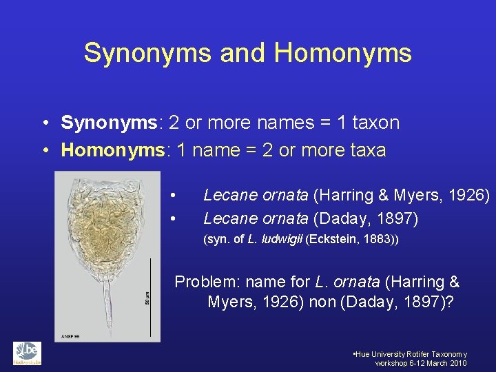 Synonyms and Homonyms • Synonyms: 2 or more names = 1 taxon • Homonyms: