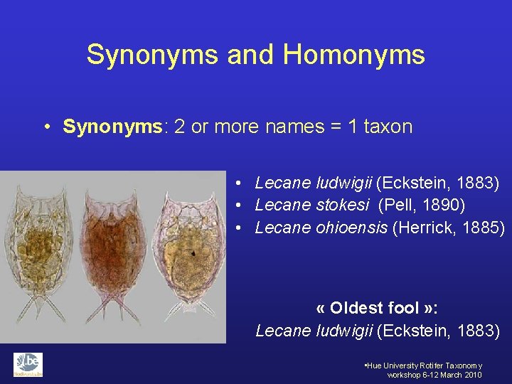 Synonyms and Homonyms • Synonyms: 2 or more names = 1 taxon • Lecane