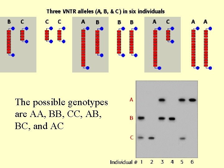 The possible genotypes are AA, BB, CC, AB, BC, and AC 