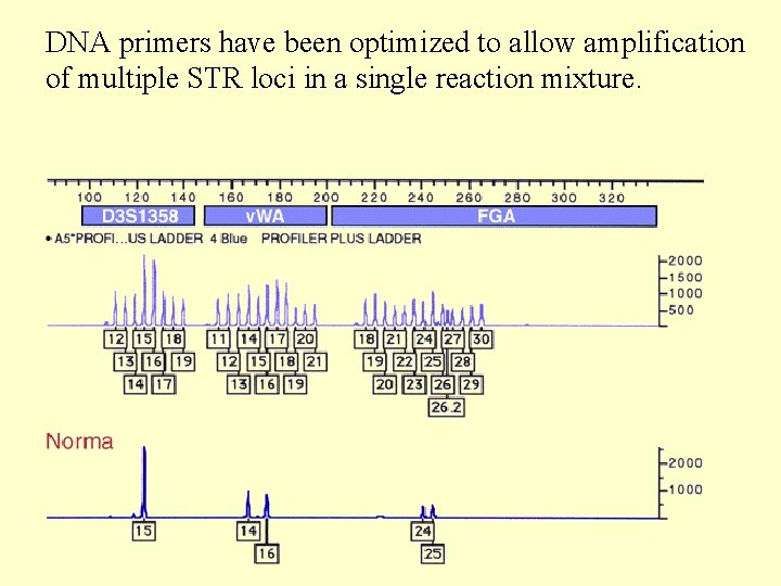 DNA primers have been optimized to allow amplification of multiple STR loci in a