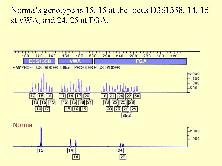 Norma’s genotype is 15, 15 at the locus D 3 S 1358, 14, 16