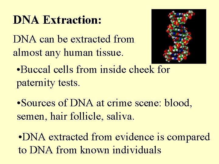 DNA Extraction: DNA can be extracted from almost any human tissue. • Buccal cells