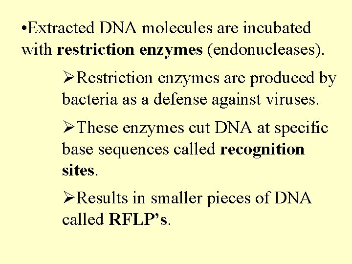  • Extracted DNA molecules are incubated with restriction enzymes (endonucleases). ØRestriction enzymes are