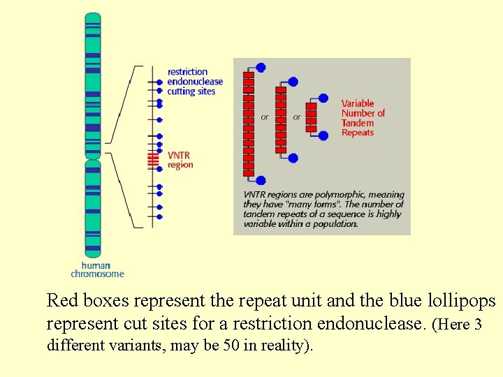 Red boxes represent the repeat unit and the blue lollipops represent cut sites for