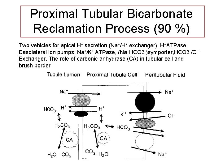 Proximal Tubular Bicarbonate Reclamation Process (90 %) Two vehicles for apical H+ secretion (Na+/H+