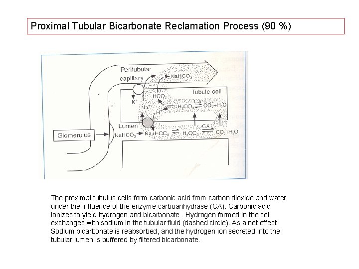 Proximal Tubular Bicarbonate Reclamation Process (90 %) The proximal tubulus cells form carbonic acid