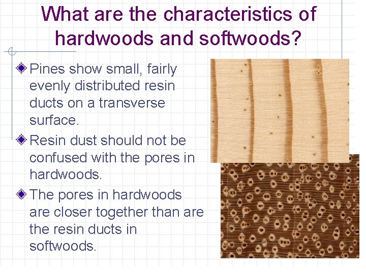 What are the characteristics of hardwoods and softwoods? Pines show small, fairly evenly distributed