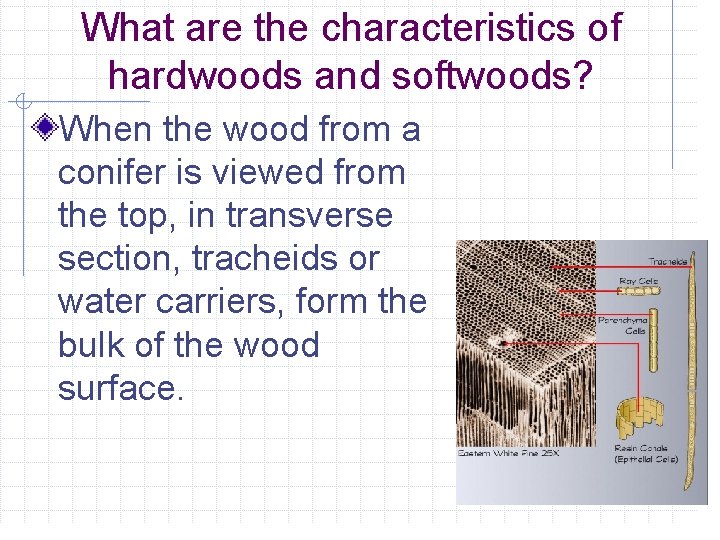 What are the characteristics of hardwoods and softwoods? When the wood from a conifer