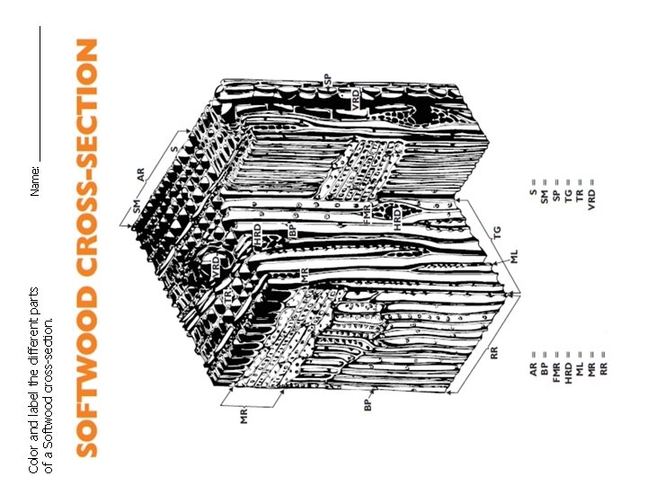 Color and label the different parts of a Softwood cross-section. Name: ____________ 