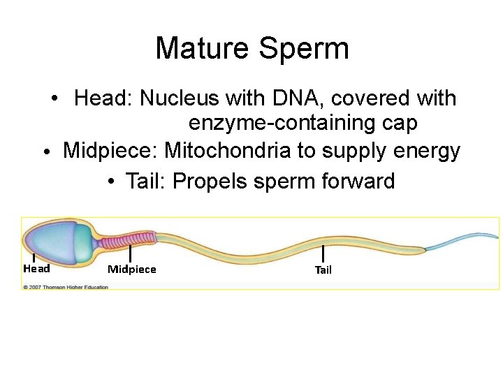 Mature Sperm • Head: Nucleus with DNA, covered with enzyme-containing cap • Midpiece: Mitochondria