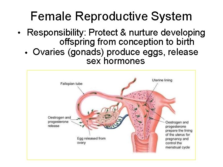 Female Reproductive System • Responsibility: Protect & nurture developing offspring from conception to birth