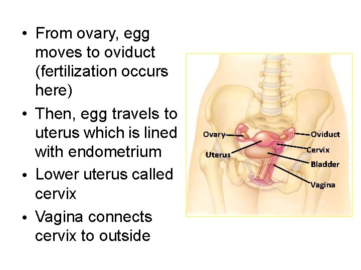  • From ovary, egg moves to oviduct (fertilization occurs here) • Then, egg