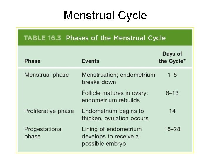 Menstrual Cycle 