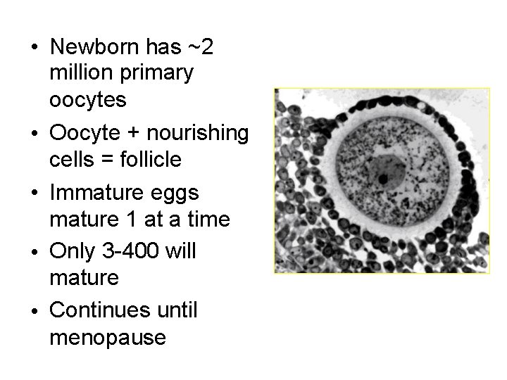  • Newborn has ~2 million primary oocytes • Oocyte + nourishing cells =