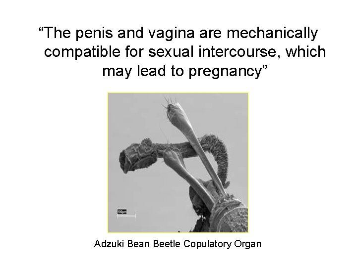 “The penis and vagina are mechanically compatible for sexual intercourse, which may lead to