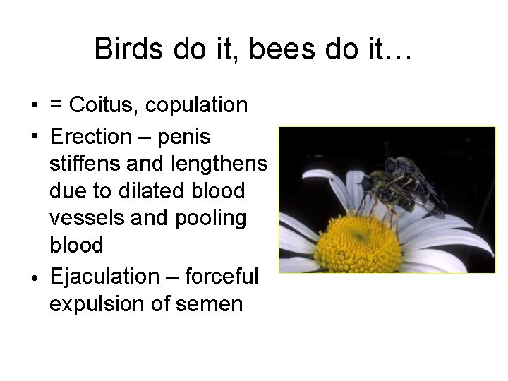 Birds do it, bees do it… • = Coitus, copulation • Erection – penis