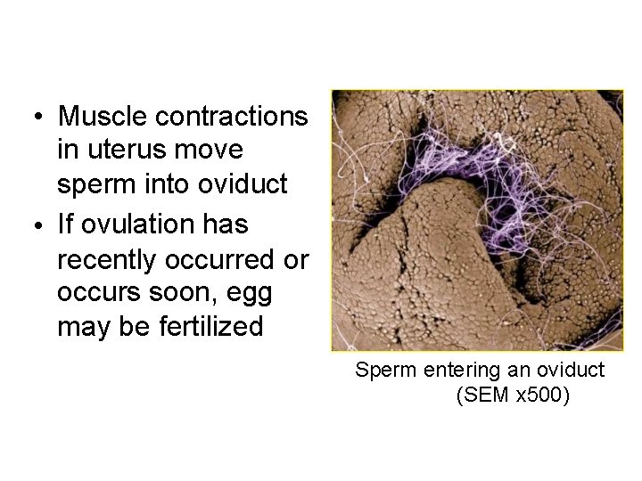  • Muscle contractions in uterus move sperm into oviduct • If ovulation has