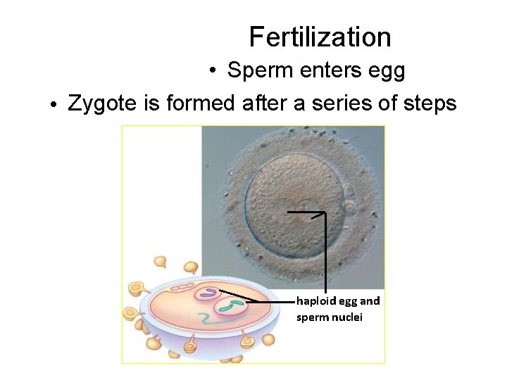 Fertilization • Sperm enters egg • Zygote is formed after a series of steps
