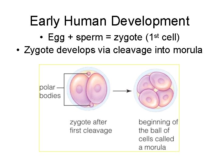 Early Human Development • Egg + sperm = zygote (1 st cell) • Zygote