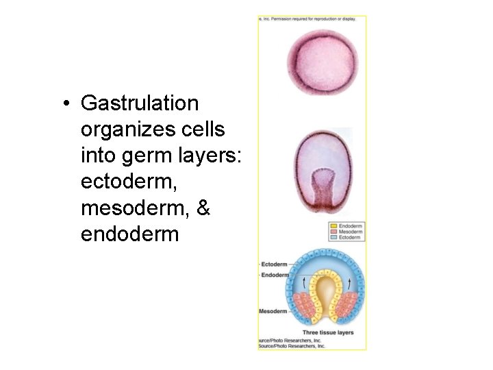  • Gastrulation organizes cells into germ layers: ectoderm, mesoderm, & endoderm 