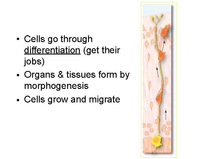  • Cells go through differentiation (get their jobs) • Organs & tissues form