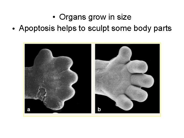  • Organs grow in size • Apoptosis helps to sculpt some body parts