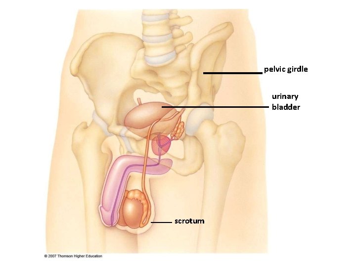 pelvic girdle urinary bladder scrotum 