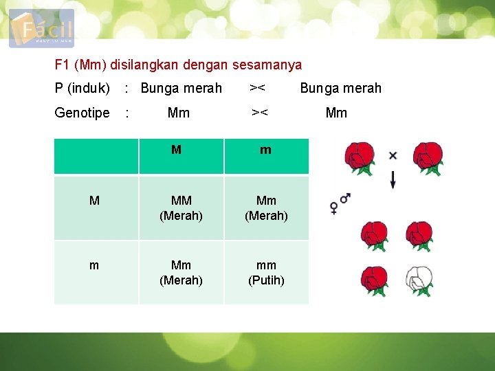 F 1 (Mm) disilangkan dengan sesamanya P (induk) : Bunga merah >< Genotipe :