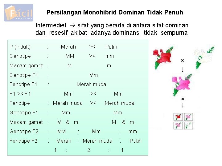 Persilangan Monohibrid Dominan Tidak Penuh Intermediet sifat yang berada di antara sifat dominan dan