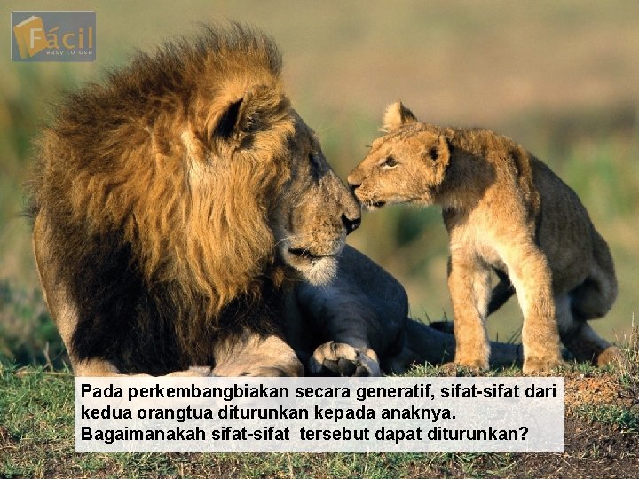 Pada perkembangbiakan secara generatif, sifat-sifat dari kedua orangtua diturunkan kepada anaknya. Bagaimanakah sifat-sifat tersebut