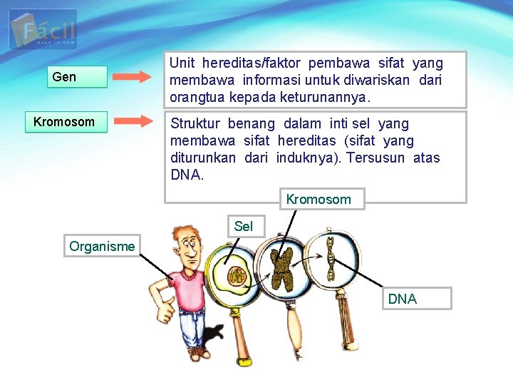 Gen Kromosom Unit hereditas/faktor pembawa sifat yang membawa informasi untuk diwariskan dari orangtua kepada