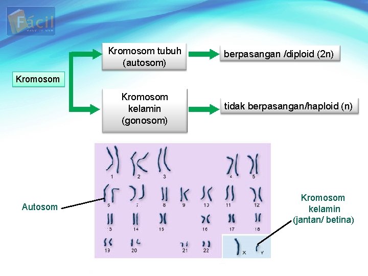 Kromosom tubuh (autosom) berpasangan /diploid (2 n) Kromosom kelamin (gonosom) Autosom tidak berpasangan/haploid (n)