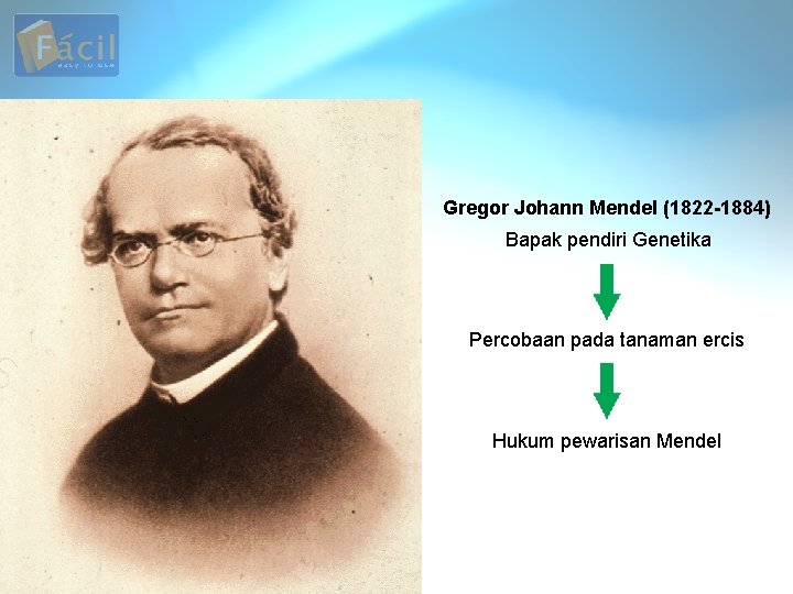 Gregor Johann Mendel (1822 -1884) Bapak pendiri Genetika Percobaan pada tanaman ercis Hukum pewarisan