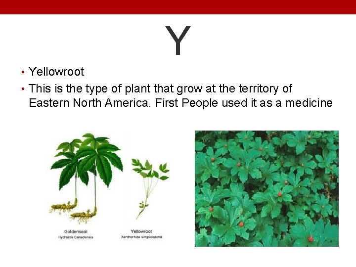 Y • Yellowroot • This is the type of plant that grow at the