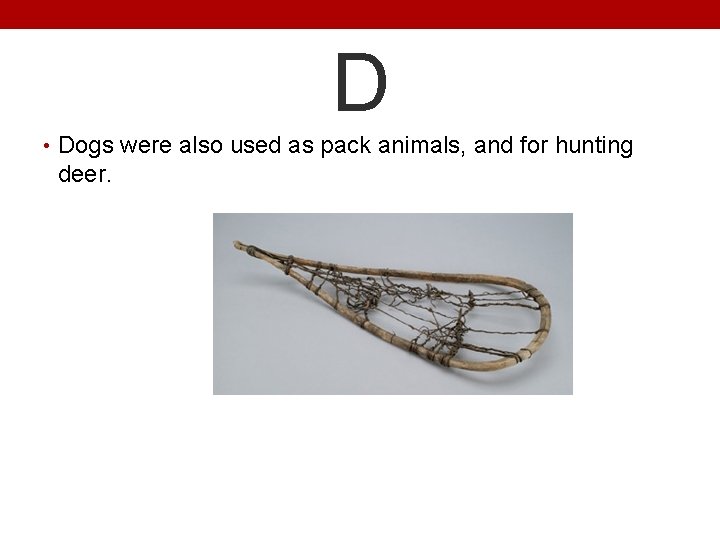 D • Dogs were also used as pack animals, and for hunting deer. 