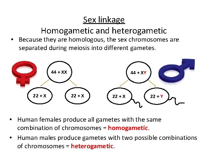 Sex linkage Homogametic and heterogametic • Because they are homologous, the sex chromosomes are