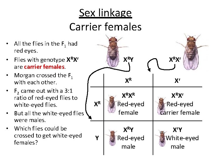 Sex linkage Carrier females • All the flies in the F 1 had red