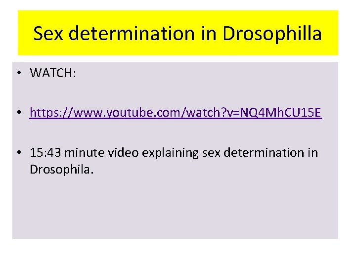 Sex determination in Drosophilla • WATCH: • https: //www. youtube. com/watch? v=NQ 4 Mh.